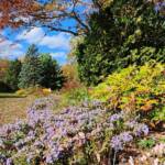 Asters and Fall Colors Asters and Fall Colors