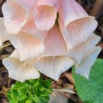 Foxglove Foxglove