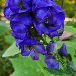Monkshood Monkshood