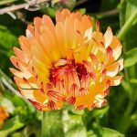 Strawflower Strawflower