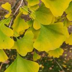 Ginkgo Leaves Ginkgo Leaves