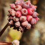 Kousa Dogwood Fruit Kousa Dogwood Fruit