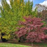 Kousa Dogwood and Ginkgo Kousa Dogwood and Ginkgo