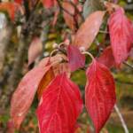 Kousa Dogwood Leaves Kousa Dogwood Leaves