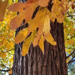 Sassafras Leaves and Trunk Sassafras Leaves and Trunk