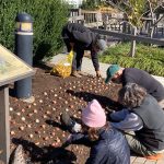 2024 Bulb Planting 2 2024 Bulb Planting 2