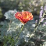 Eschscholzia Californica Arpicot Chiffon Eschscholzia Californica Arpicot Chiffon