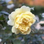 Rosa The Poets Wife Rosa The Poets Wife