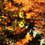Beautiful Autumn by Elizabeth Brannin Beautiful Autumn by Elizabeth Brannin