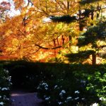 Beautiful Autumn by Elizabeth Brannin Beautiful Autumn by Elizabeth Brannin