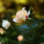 Beautiful Autumn by Elizabeth Brannin Beautiful Autumn by Elizabeth Brannin