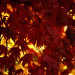 Beautiful Autumn by Elizabeth Brannin Beautiful Autumn by Elizabeth Brannin