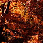 Beautiful Autumn by Elizabeth Brannin Beautiful Autumn by Elizabeth Brannin