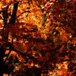 Beautiful Autumn by Elizabeth Brannin Beautiful Autumn by Elizabeth Brannin