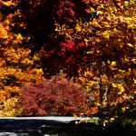 Beautiful Autumn by Elizabeth Brannin Beautiful Autumn by Elizabeth Brannin