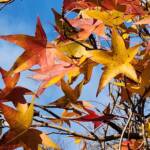 Liquidambar styraciflua cv. Slender Silhouette Liquidambar styraciflua cv. Slender Silhouette