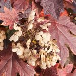 Oakleaf Hydrangea Fall Leaves and Flowers Oakleaf Hydrangea Fall Leaves and Flowers