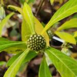 Edgeworthia Chrysantha Edgeworthia Chrysantha