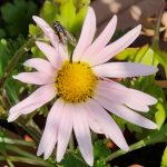 Fly on Chrysanthemum Sheffield - Pink Fly on Chrysanthemum Sheffield - Pink