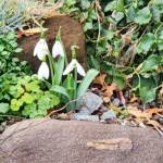 Snowdrops Snowdrops