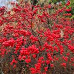 Ilex Verticillata Red Sprite Ilex Verticillata Red Sprite