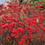 Ilex Verticillata Red Sprite Ilex Verticillata Red Sprite