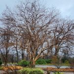 Seven Sons Tree Seven Sons Tree