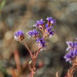 Beauty of December by Elizabeth Brannin Beauty of December by Elizabeth Brannin