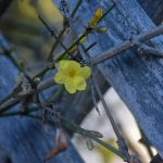 Beauty of December by Elizabeth Brannin Beauty of December by Elizabeth Brannin