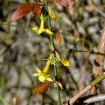 Beauty of December by Elizabeth Brannin Beauty of December by Elizabeth Brannin