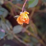 Beauty of December by Elizabeth Brannin Beauty of December by Elizabeth Brannin