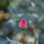 Beauty of December by Elizabeth Brannin Beauty of December by Elizabeth Brannin
