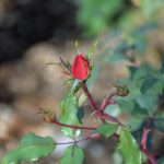 Beauty of December by Elizabeth Brannin Beauty of December by Elizabeth Brannin