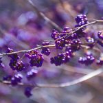 Beauty of December by Elizabeth Brannin Beauty of December by Elizabeth Brannin