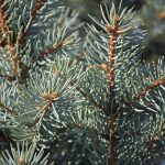 Beauty of December by Elizabeth Brannin Beauty of December by Elizabeth Brannin