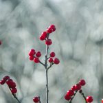 Beauty of December by Elizabeth Brannin Beauty of December by Elizabeth Brannin