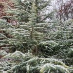 Cedrus Deodara cv Snow Sprite Cedrus Deodara cv Snow Sprite
