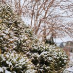 Cryptomeria Japonica Cryptomeria Japonica