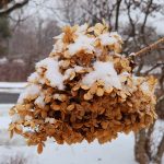 Hydrangea Paniculata cv. Zwijnenburg Hydrangea Paniculata cv. Zwijnenburg