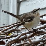 Mockingbird Mockingbird