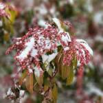 Pieris Japonica cv Valley Rose Pieris Japonica cv Valley Rose