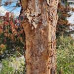 Acer Griseum Acer Griseum
