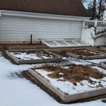 Barkman Vegetable Garden Fig Barkman Vegetable Garden Fig