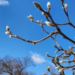 Magnolia x Butterflies Buds Magnolia x Butterflies Buds