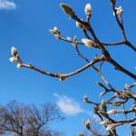 Magnolia x Butterflies Buds Magnolia x Butterflies Buds