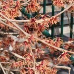 Hamamelis Vernalis 'Red Imp' Hamamelis Vernalis 'Red Imp'