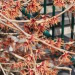 Hamamelis Vernalis 'Red Imp' Hamamelis Vernalis 'Red Imp'