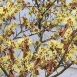 Hamamelis x Intermedia 'Sunburst' Hamamelis x Intermedia 'Sunburst'