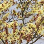 Hamamelis x Intermedia 'Sunburst' Hamamelis x Intermedia 'Sunburst'