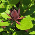 Calycanthus Floridus Calycanthus Floridus